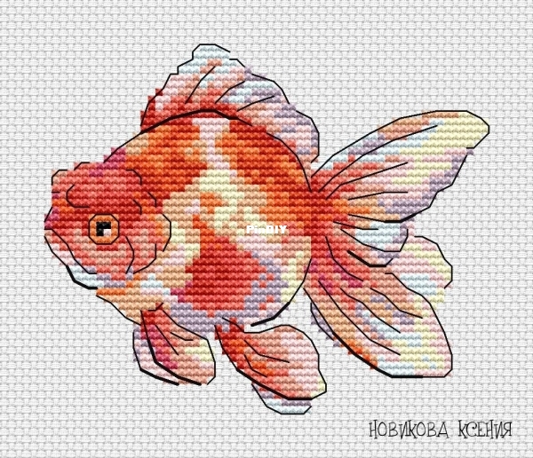 Oranda.jpg