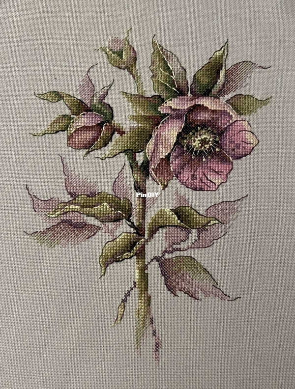 Hellebore