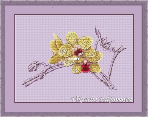 Orchid.jpg