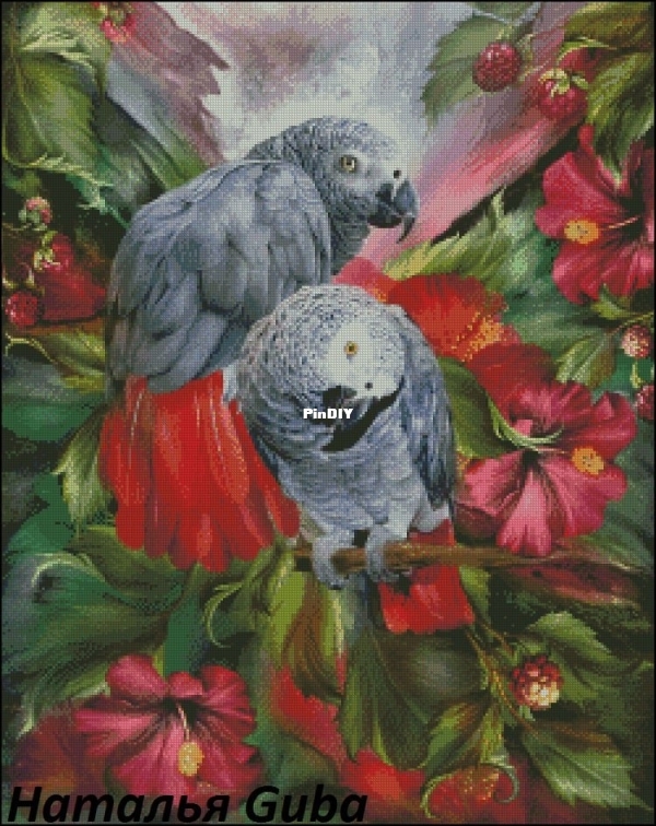 Gray parrots.jpg