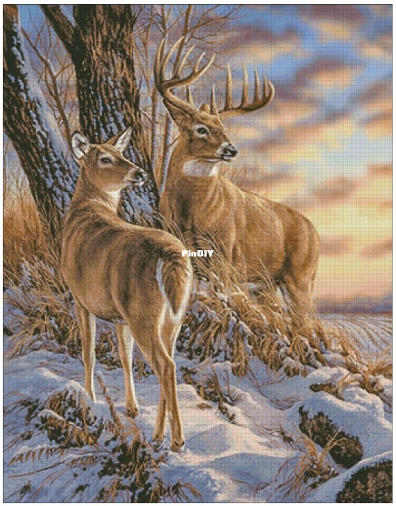Deer.jpg