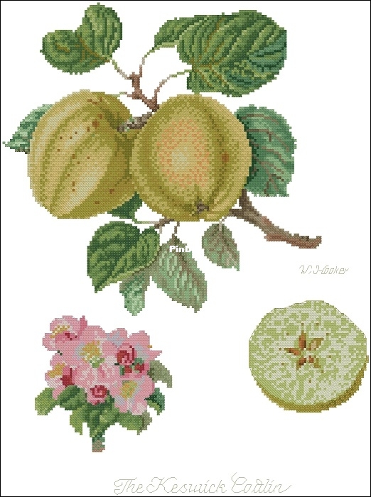 Thea Gouverneur 2057 Apple XSD.jpg