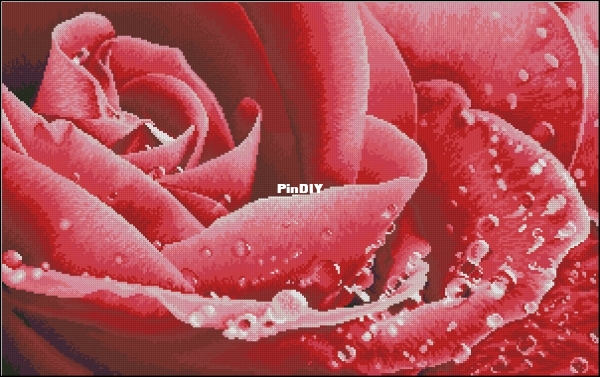 PF100-Red Rose.jpg