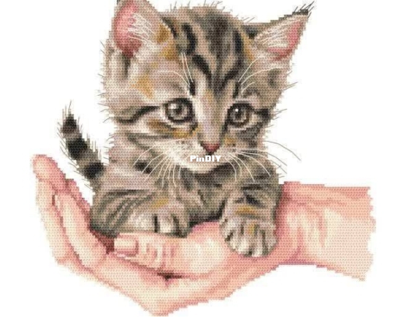 Sweet Kitty.jpg