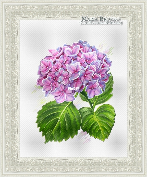 Hydrangea Brovko.jpg