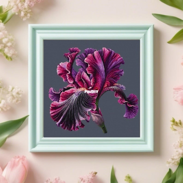 Iris.jpg