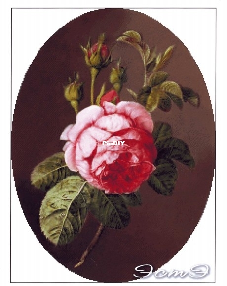 Rose.jpg