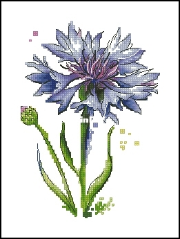 Watercolor Cornflower by Lyubov Vodenikova.jpg