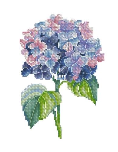 Hydrangea pm.jpg