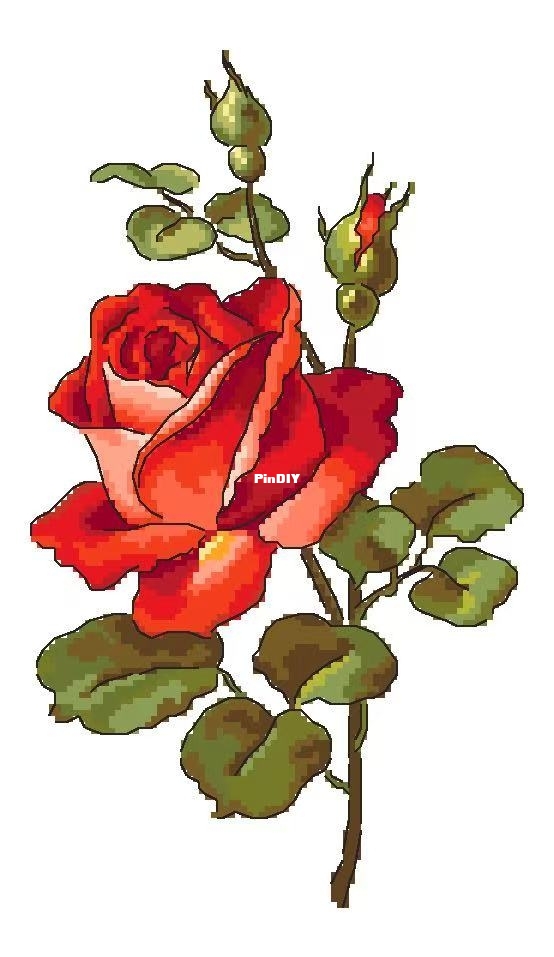 rose.jpg