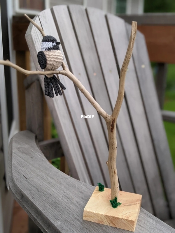 Black Cap Chickadee 1