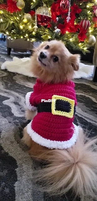 Santa Doggo.jpg
