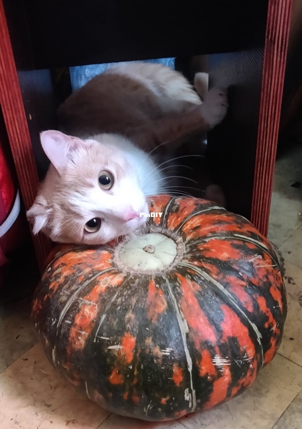 halloween cat.jpg