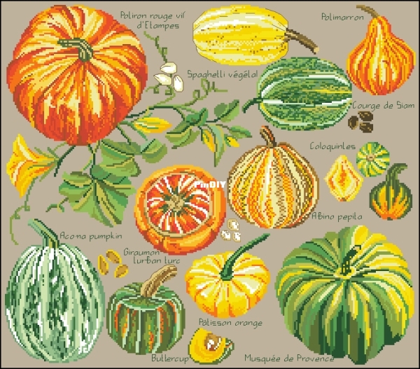 Citrouilles & Cie.jpg