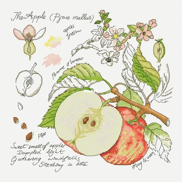 The Apple.jpeg