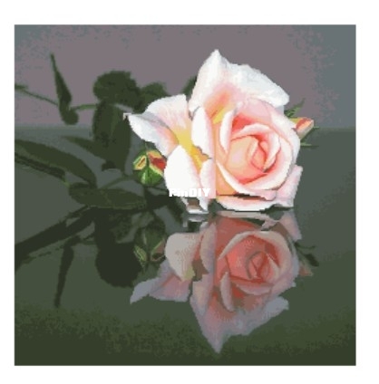 Rose. Reflection by Galina Nesterenko.jpg