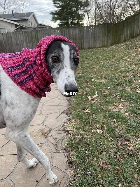 GREYHOUND SNOOD 2.jpeg