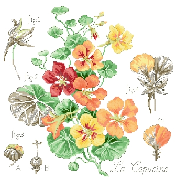 Etude aux Capucines - preview