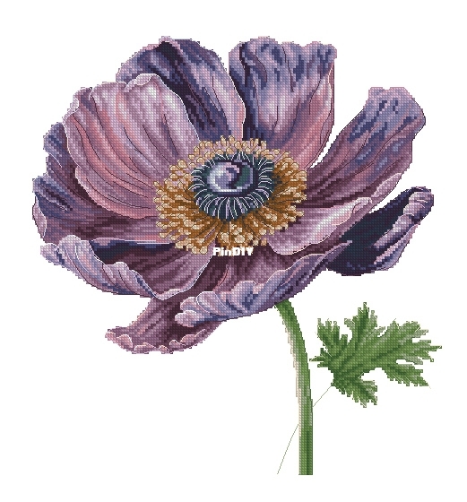 Anemone pm.jpg