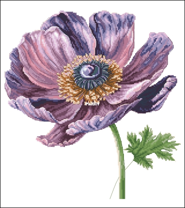 Anemone.jpg