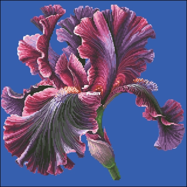 Iris.jpg