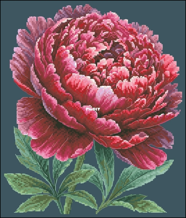 Peony.jpg