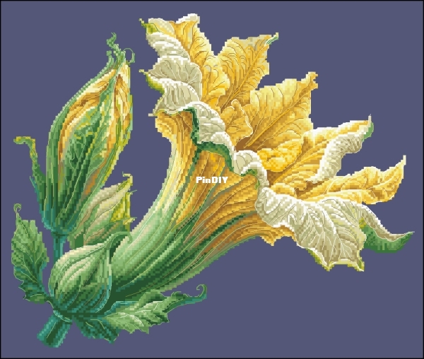 Zucchini.jpg