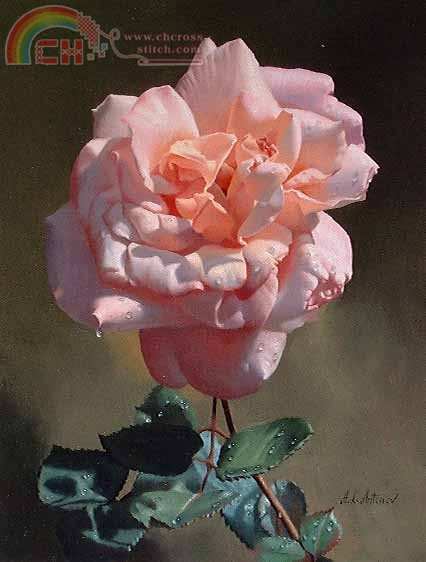 fr 255 Pink rose.jpg