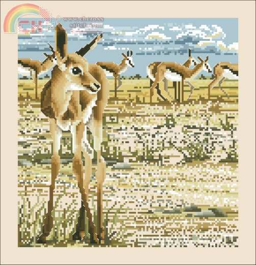 Springbok.jpg
