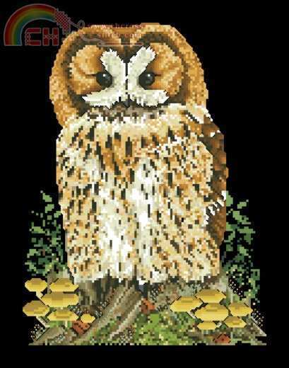 Tawny Owl.jpg