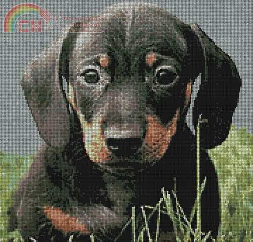 DOG3.JPG