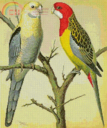 ROSELLA_.GIF