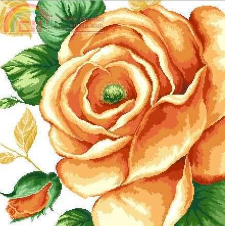 Yellow Rose.JPG