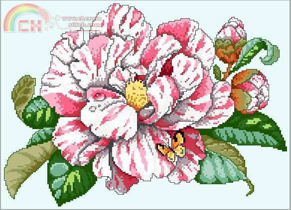 ASN Classic Camellia.JPG