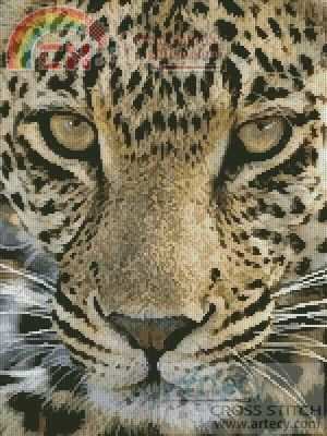 leopardcloseup_LRG.jpg