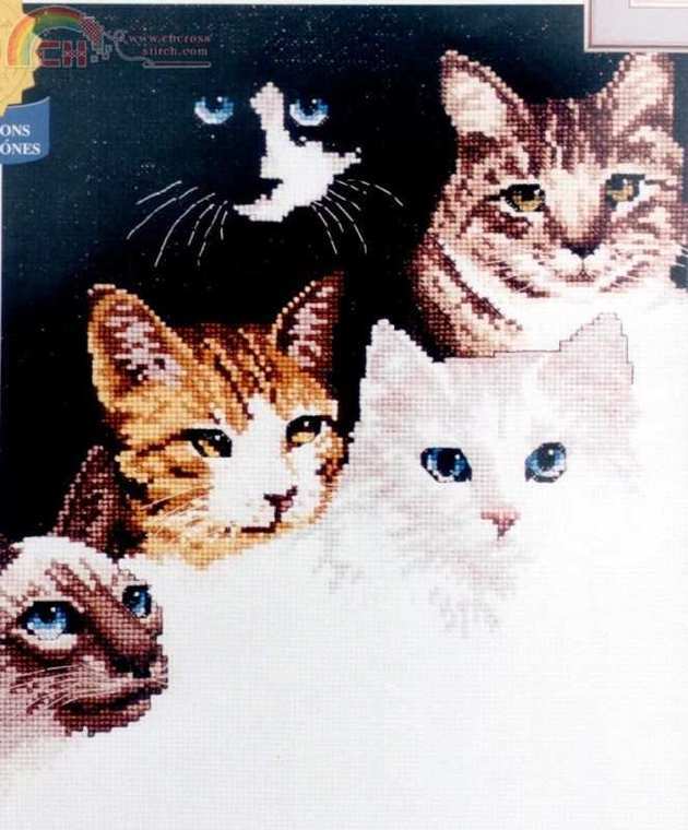 jan-cats\'_eyes-pic.jpg