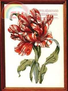 Janlynn Striped Parrot Tulip.jpg