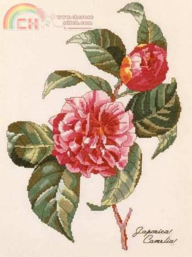 9 Camelias.jpg