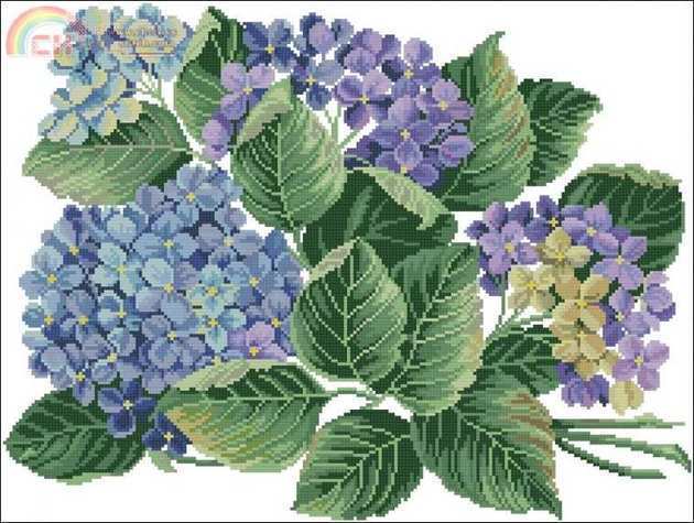 14259_Hydrangea.jpg