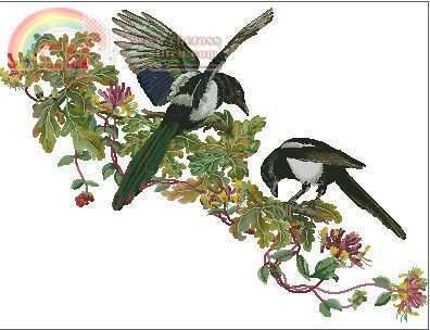 TG Magpies.jpg