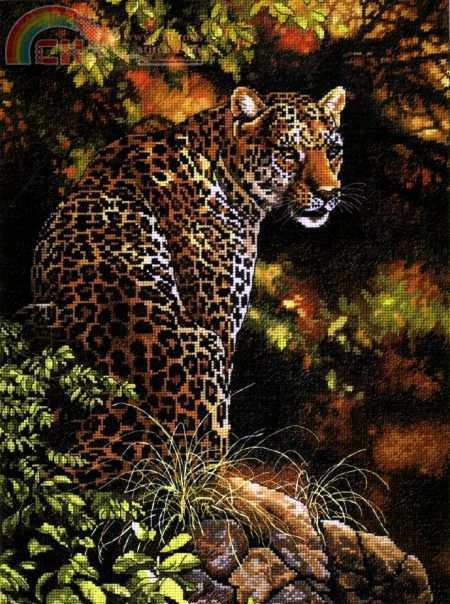 Dimensions 35209 - Leopards Gaze.jpg