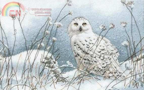 Dimensions - 35221 Northwind Owl.jpg