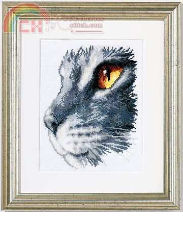 cat potrait (1).jpg