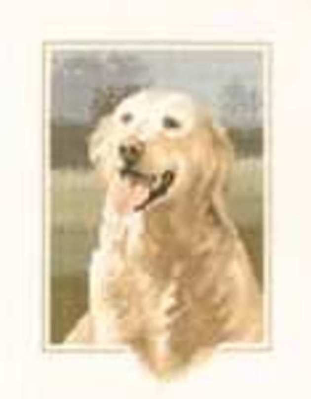 419 Golden Retriever.jpg