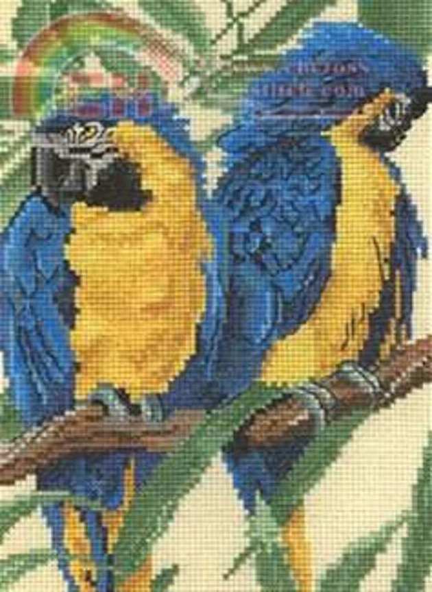 DMC -  Macaws (1).jpg