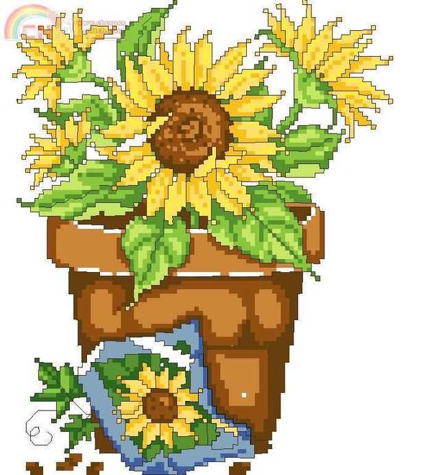 girasol en maceta.jpg