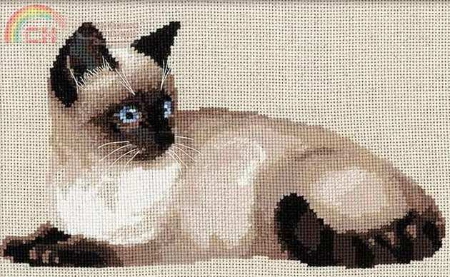 Thai cat (1).jpg