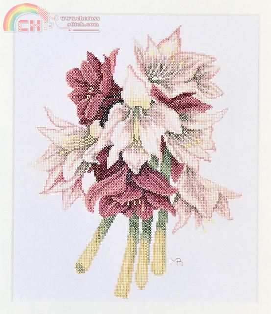 Amaryllis.jpg