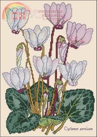 Stitch World X-Stitch HD97-2454 Cyclamen.jpg