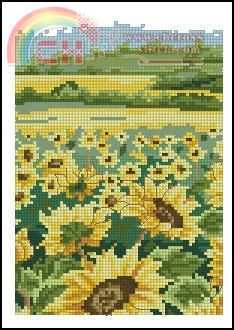 Anchor Sunflower Field.jpg